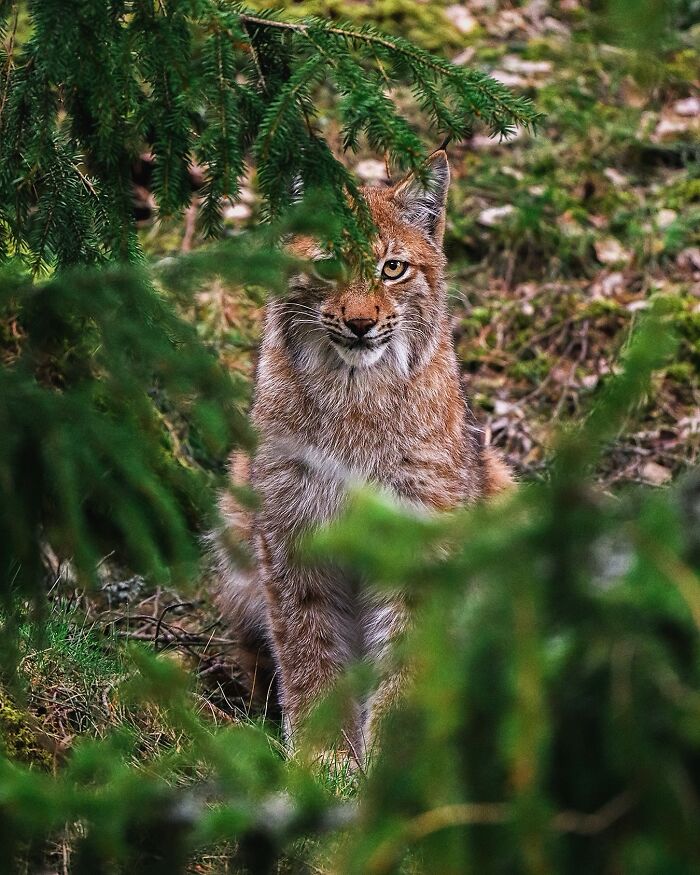 Finnish Photographer captures a lynx in the wild, partially hidden by forest greenery.