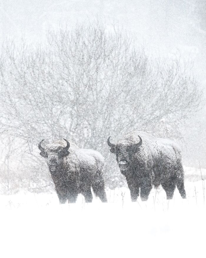 Bison stand in a snowy field, captured by Finnish photographer in a raw moment.