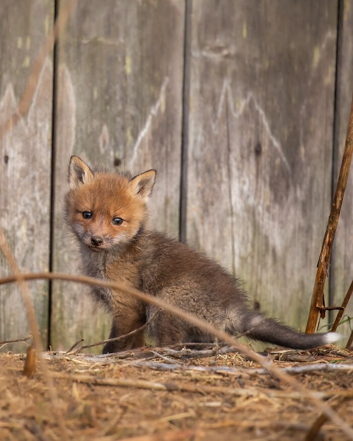 Young fox captured by Finnish photographer, sitting in a natural setting with wooden background.