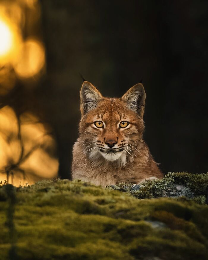 Wild lynx captured by Finnish photographer, gazing intensely with a blurred sunset background.