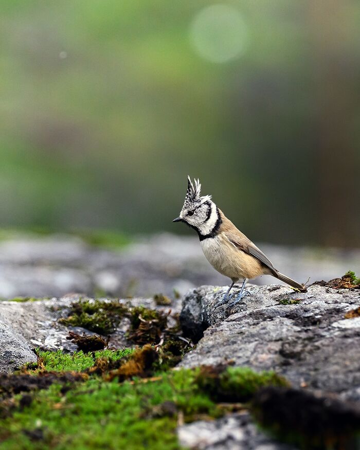 Finnish photographer captures a crested tit bird perched on rocks amidst a natural setting.