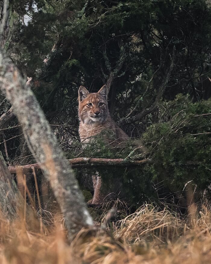 A lynx in its raw moment, captured in a dense Finnish forest by a photographer.