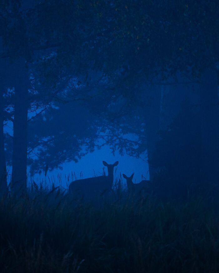 Animals captured by Finnish photographer in a forest at dawn, silhouettes of deer visible in the misty blue scenery.