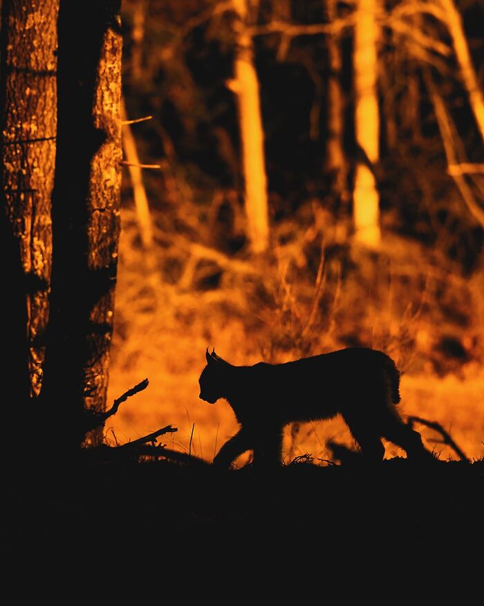 Silhouette of an animal captured by a Finnish photographer, walking in a forest during sunset.