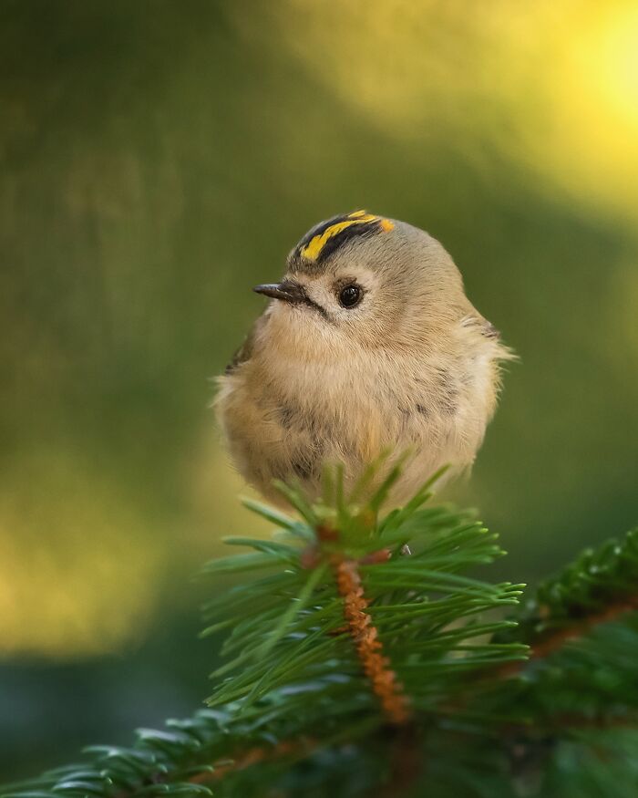 Photographer captures a tiny bird perched on a branch, showcasing nature's beauty in a raw moment.