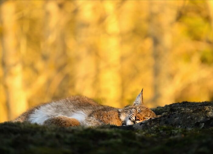 A lynx sleeping peacefully in the forest, photographed by a Finnish photographer capturing raw animal moments.