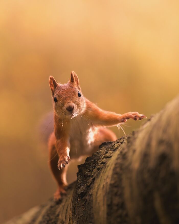 Squirrel captured by Finnish photographer perched on a tree branch, displaying natural behavior.