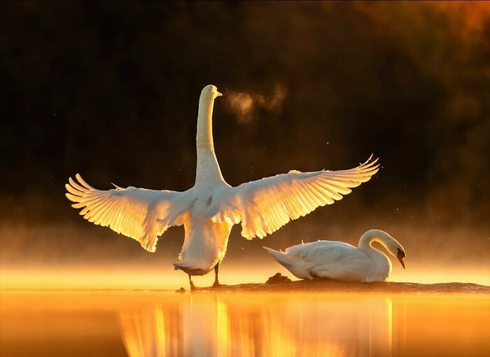 Two swans in a serene setting, displaying raw moments in nature at sunrise, by a Finnish photographer.