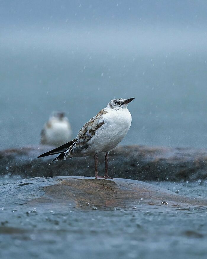 Seabird standing on a rock in the rain, captured by a Finnish photographer.