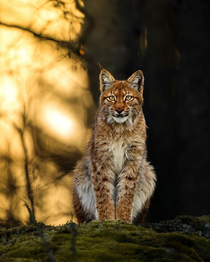 Lynx perched on a mossy hill captured by Finnish photographer during golden hour.