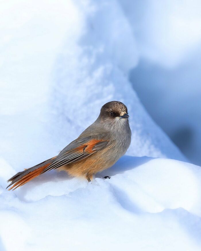 Finnish photographer captures a bird perched on snow, showcasing its natural beauty in a raw moment.