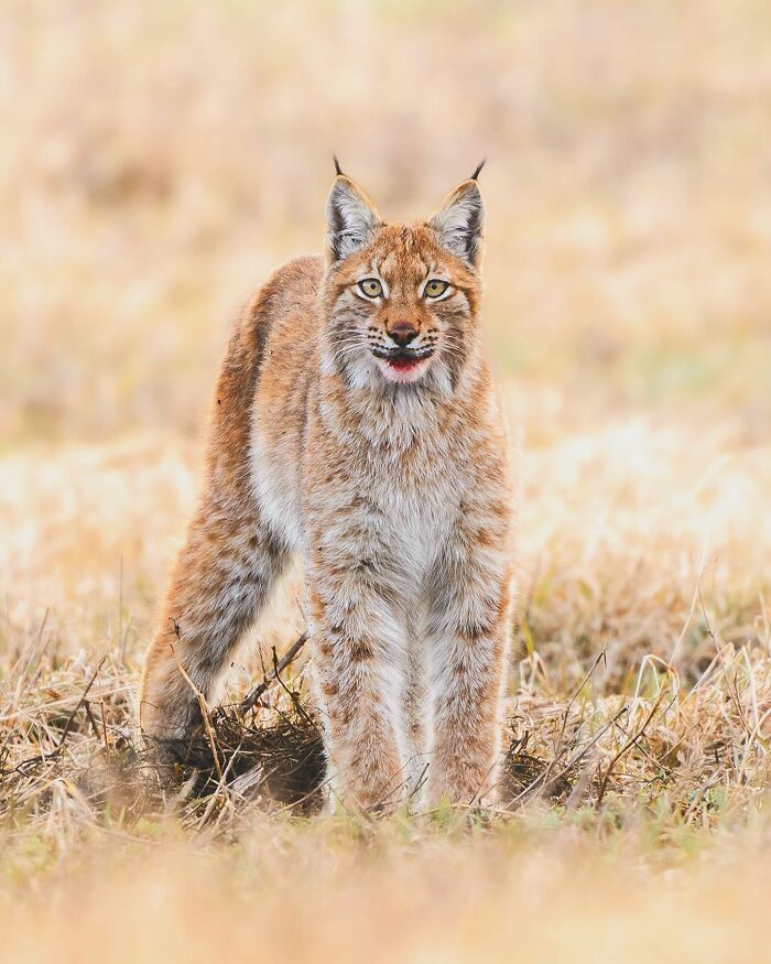 Young lynx captured by Finnish photographer in its natural habitat, standing alert on grass.