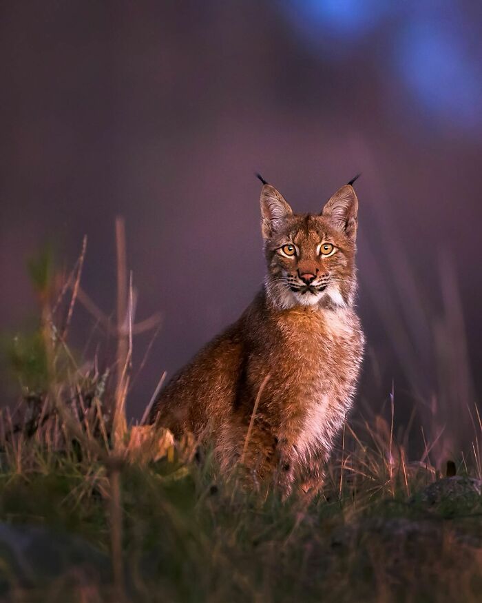 Finnish photographer captures a lynx in nature, highlighting its raw beauty and intense gaze amidst a natural backdrop.