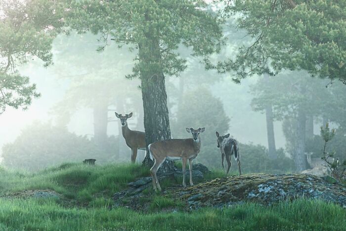 Three deer captured by a Finnish photographer in a misty forest setting.