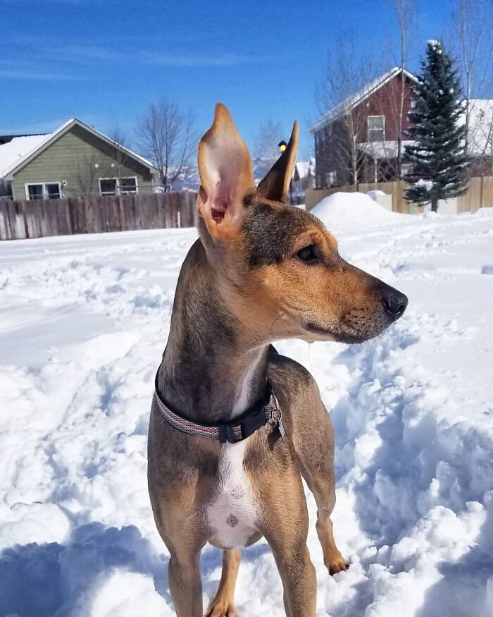 Rescued dog standing alertly in a snowy yard, showcasing healthy posture and ears perked.