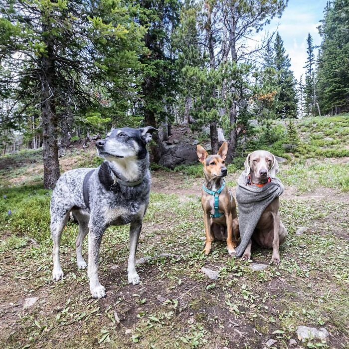 Three dogs in a forest clearing, one wrapped in a blanket, symbolizing a rescue in Belize.