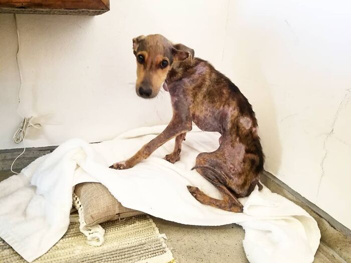 Starving dog rescued from remote island in Belize, sitting on a blanket indoors.