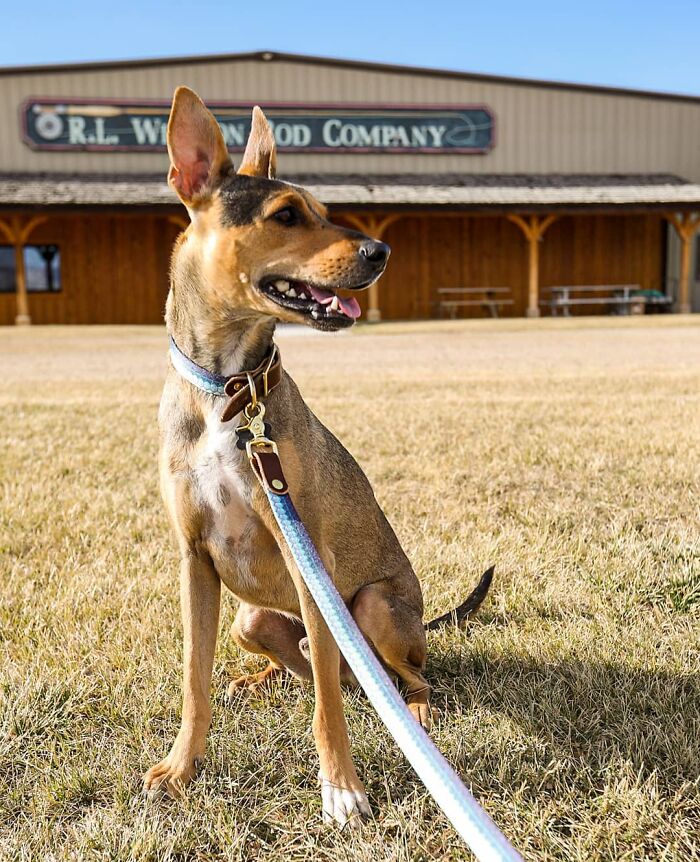 Starving dog from remote island in Belize sits happily on a grassy field with a blue leash.