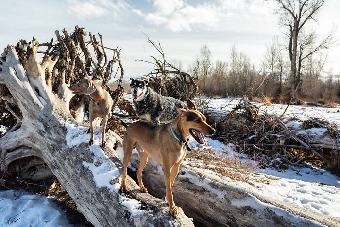 Three dogs playing on a fallen tree in a snowy landscape.