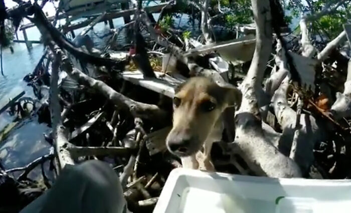 Man rescues a starving dog found on a remote island in Belize, surrounded by mangroves.