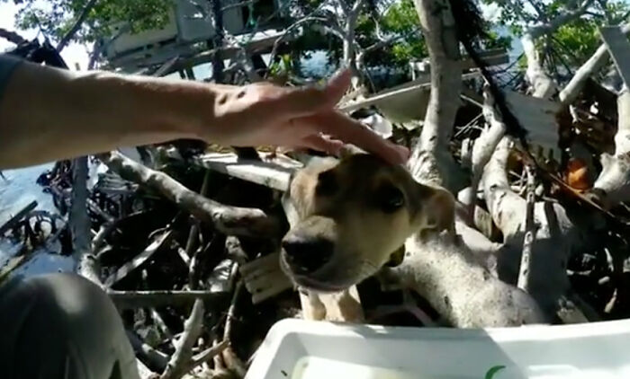 Man petting a starving dog on a remote island, surrounded by branches and debris, highlighting a rescue in Belize.