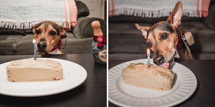 Dog on remote island celebrates with cake after being rescued in Belize.