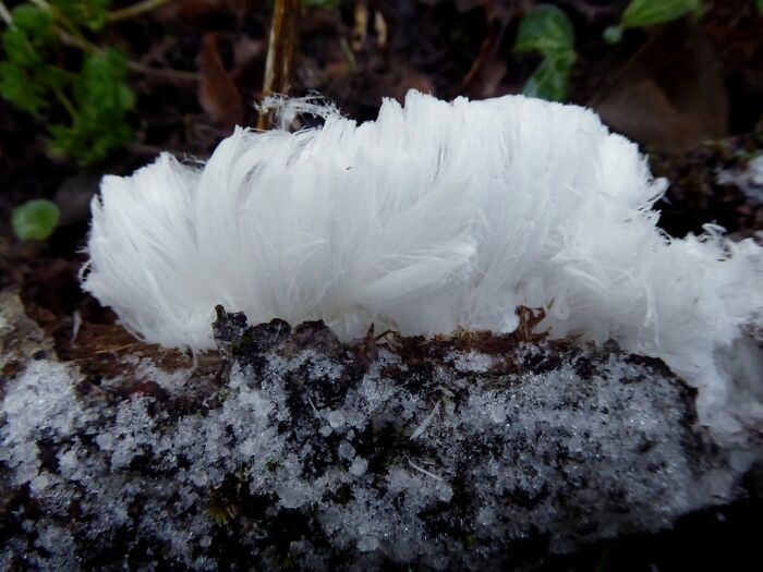 Frost flowers on a log, showcasing a stunning and strange natural phenomenon.