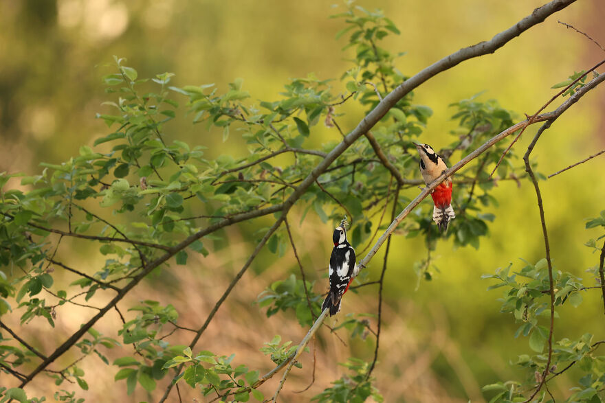 Award-winning wildlife photo of two birds perched on green branches in a serene natural setting.