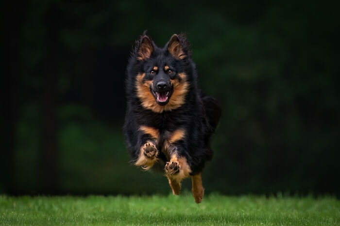 A joyful dog with black and tan fur running on grass, showcasing winning pet photography of 2024.