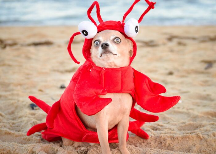 Dog in a funny red lobster costume sitting on a sandy beach, capturing a humorous camera roll moment.