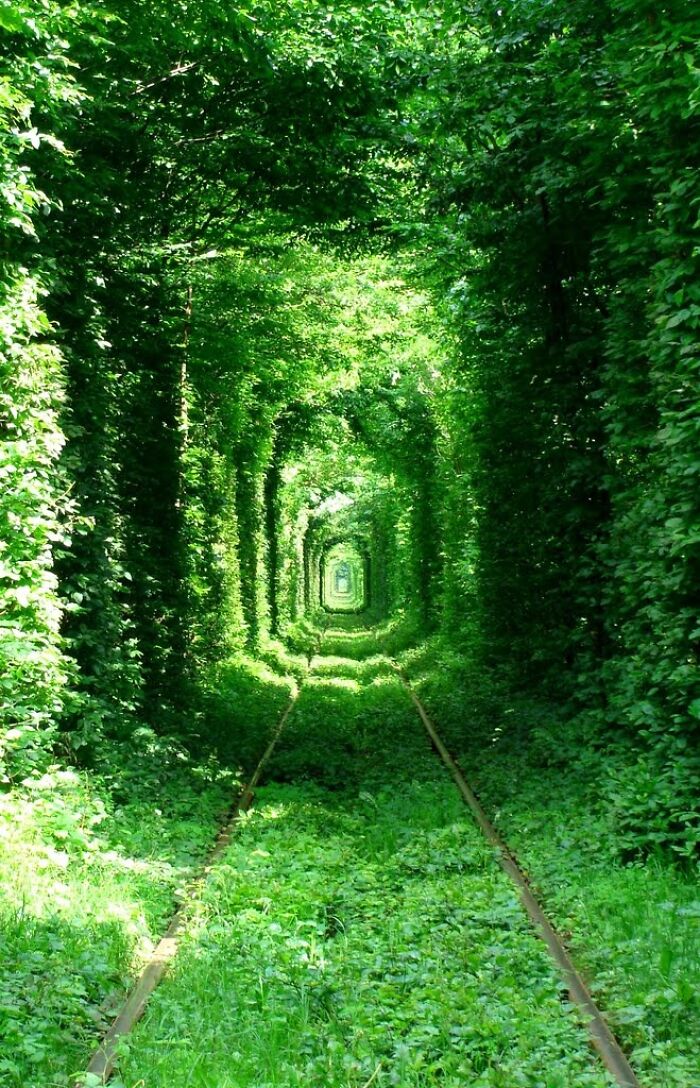 Lush green tunnel over railway tracks, a stunning natural phenomenon.