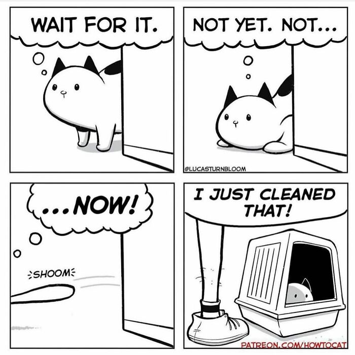 Cat comic depicting a playful cat waiting and then rushing to use a newly cleaned litter box.