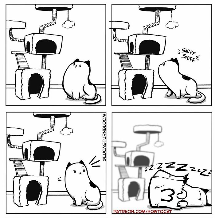 Comic of a cat examining a cat tree, then sleeping inside a box instead.