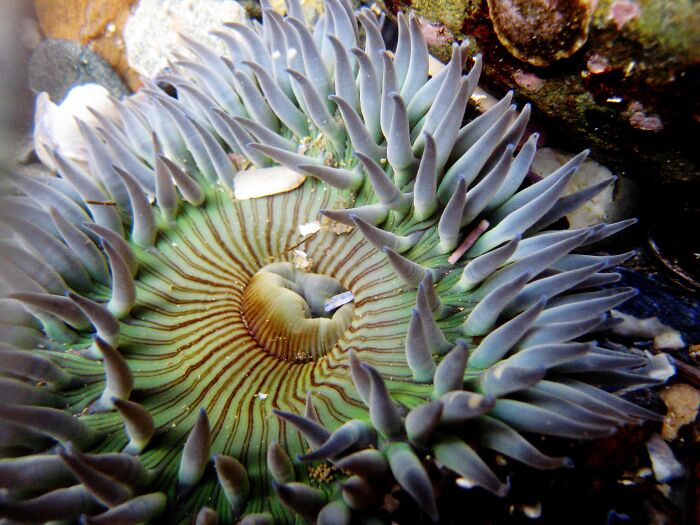 Sea Anenome