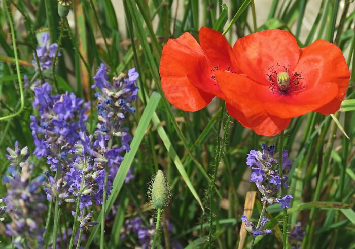 Wild Poppy And Lavender