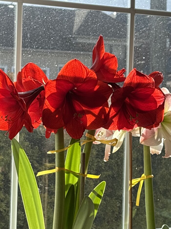 Amaryllis Grown From Bulb. Planted Nov’24