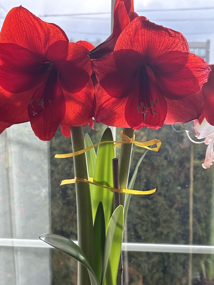 Amaryllis “Red Lion”