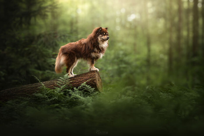 King Of The Forest