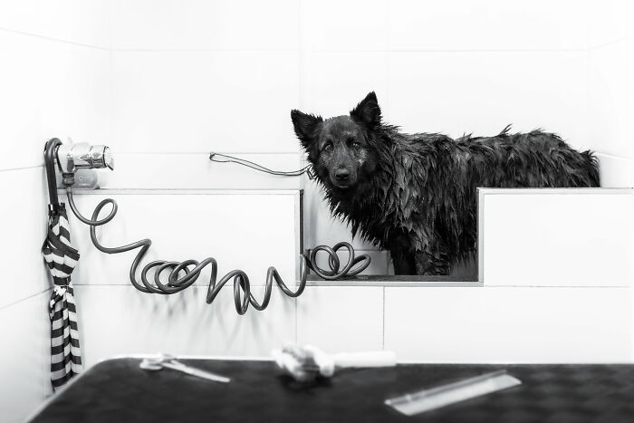 Wet dog in a bathtub, showcasing pet photography excellence in a black and white setting.