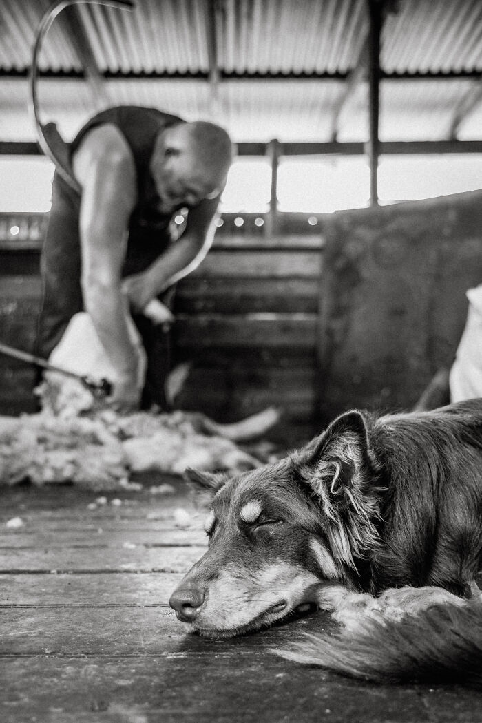 Sleeping dog on a wooden floor, with a person working in the background. Pet photographer award image.