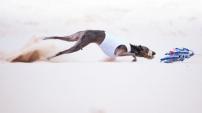 Greyhound racing on sand in white vest at pet photography awards 2024, chasing lure with determination and speed.