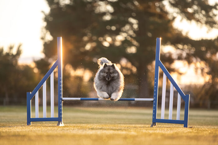 Fluffy dog jumping over a blue hurdle in a competition, showcasing pet photography skills at sunset.