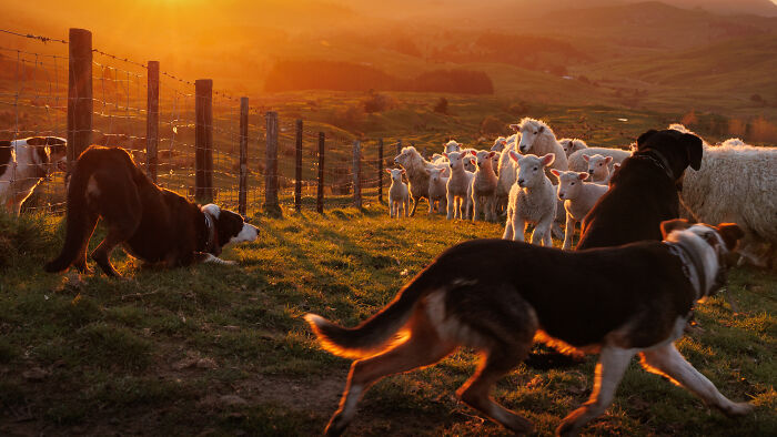 "Sunset scene with dogs herding sheep in a field, highlighting award-winning pet photography."