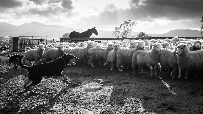 A herding dog controlling sheep under a dramatic sky, captured by top international pet photographer.