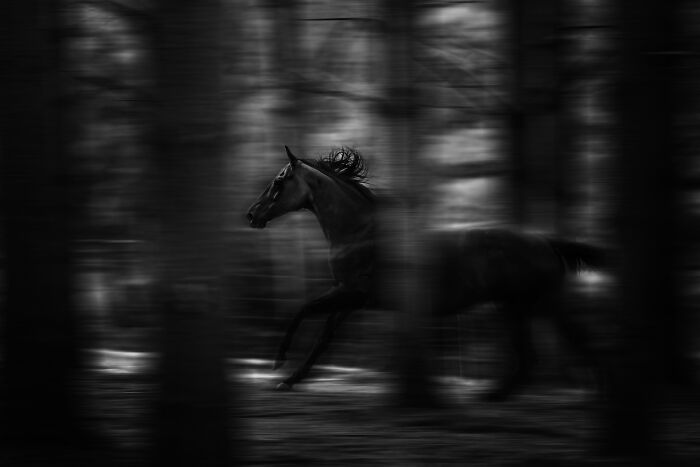 A black horse runs through a forest in a blurred, artistic capture by an international pet photographer.