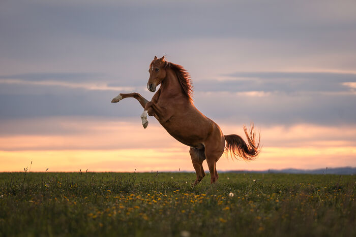 A horse rearing up in a field at sunset, showcasing a winning moment from International Pet Photographer Awards 2024.