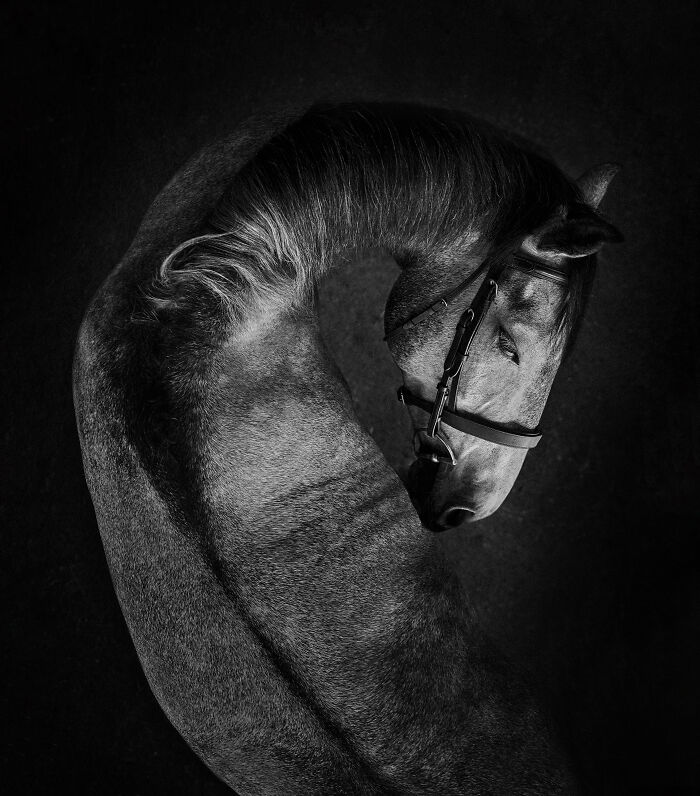 Black and white photo of a horse, showcasing curves and textures, from International Pet Photographer Awards.