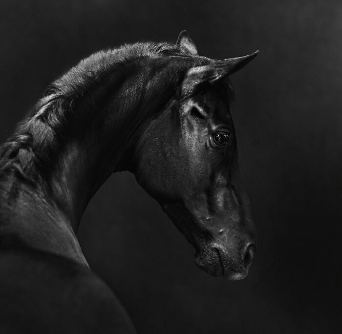 Black and white portrait of a horse, showcasing stunning details, from the International Pet Photographer Awards 2024.