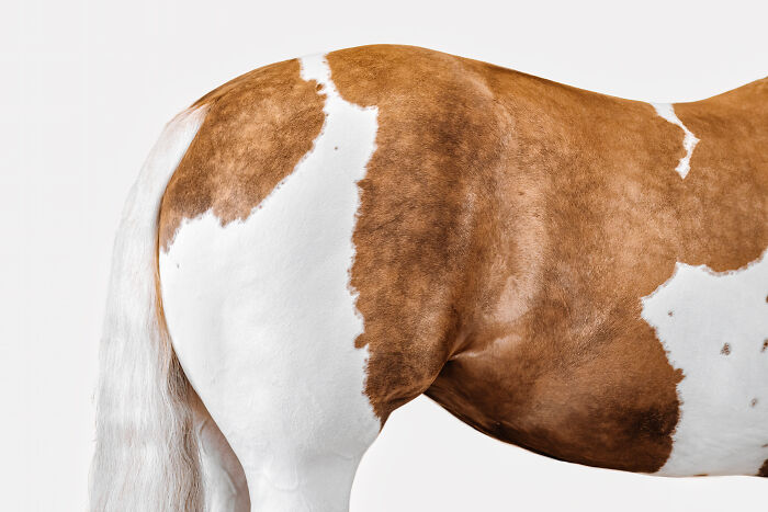 Close-up of a brown and white horse's back, featured in the International Pet Photographer Awards 2024.