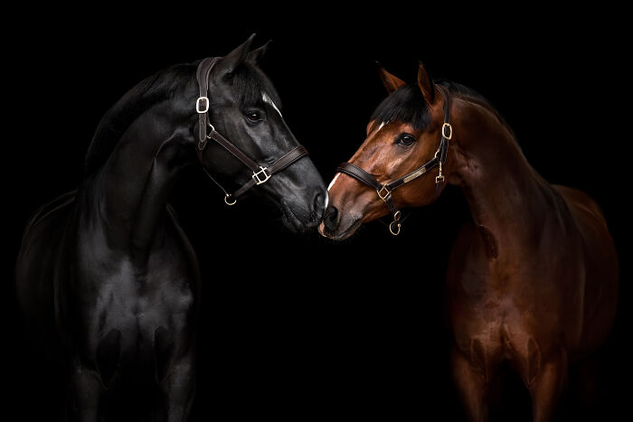 Two horses in a dark studio setting, highlighting the artistry of pet photography.